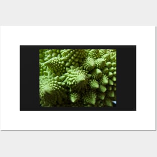 Green Romanesco cauliflower Posters and Art